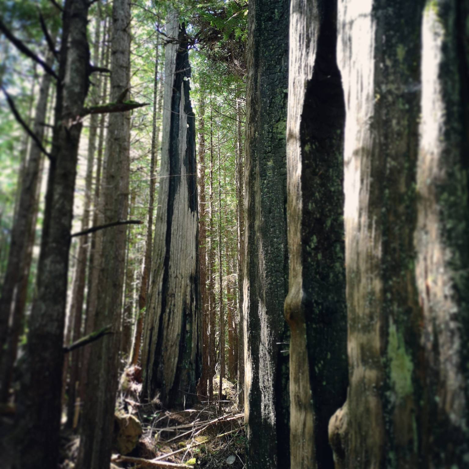Trees Aren’t Afraid of the Fire – Trance Blackman