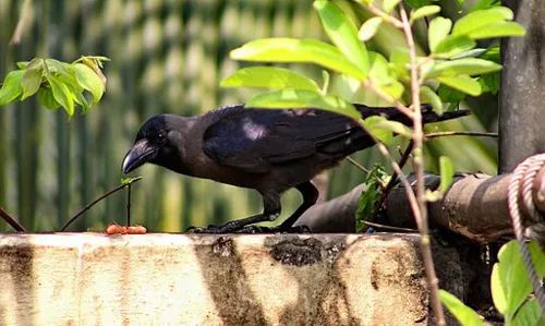 How Crows Use Tools To Solve Problems - Mobile Geometric Pictures for Desktop