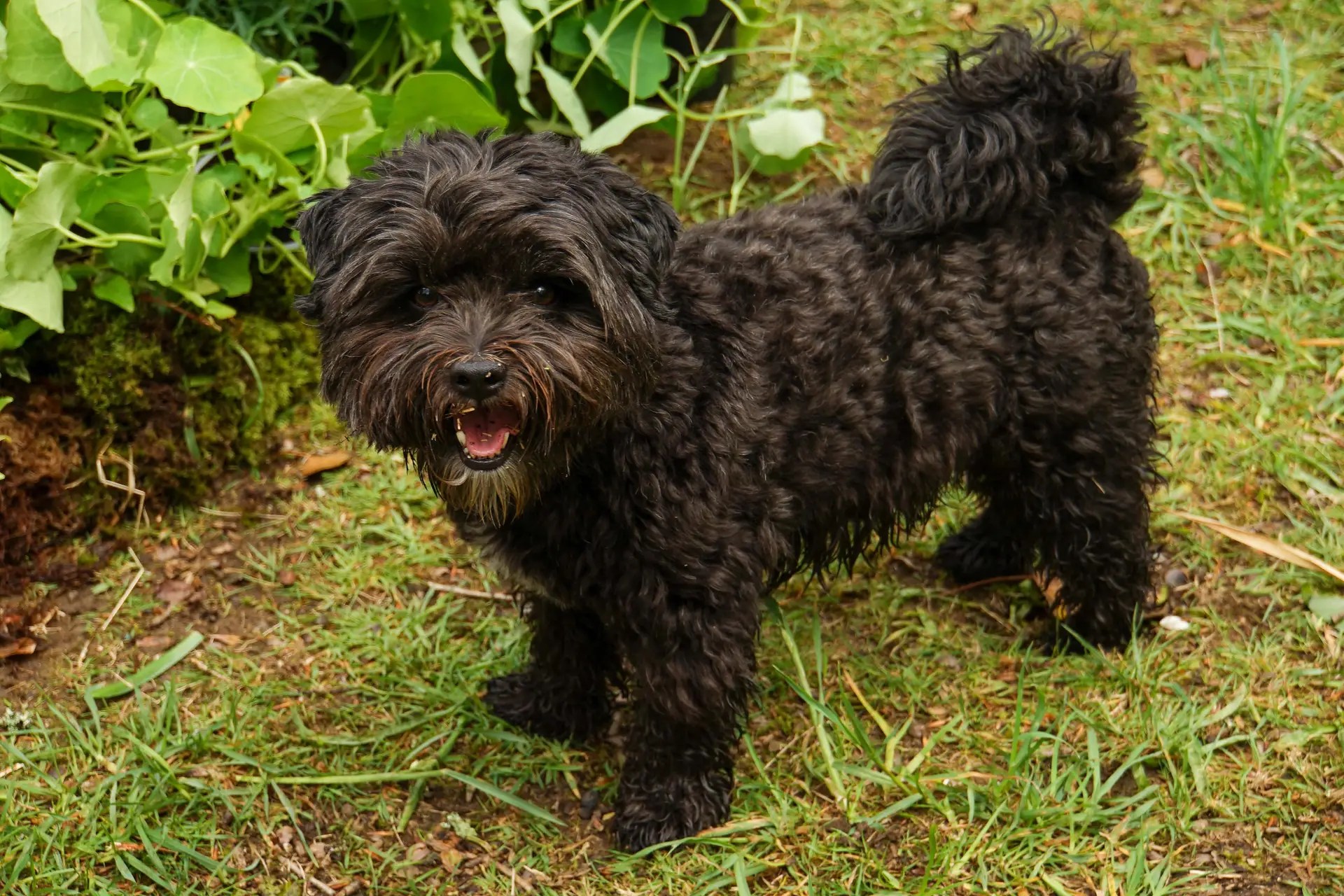 Milo virtual dog show for comic relief