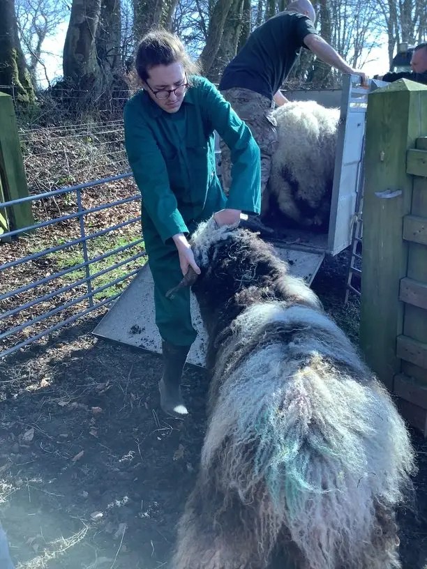 loading sheep onto trailer