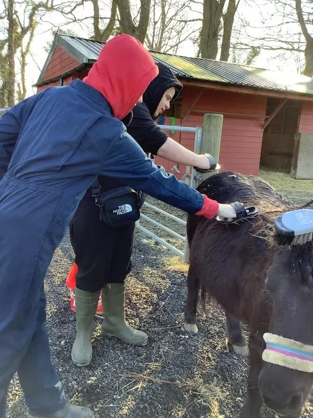 pony grooming