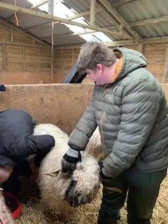 A man is holding a sheep steady whilst the vet checks the animal.