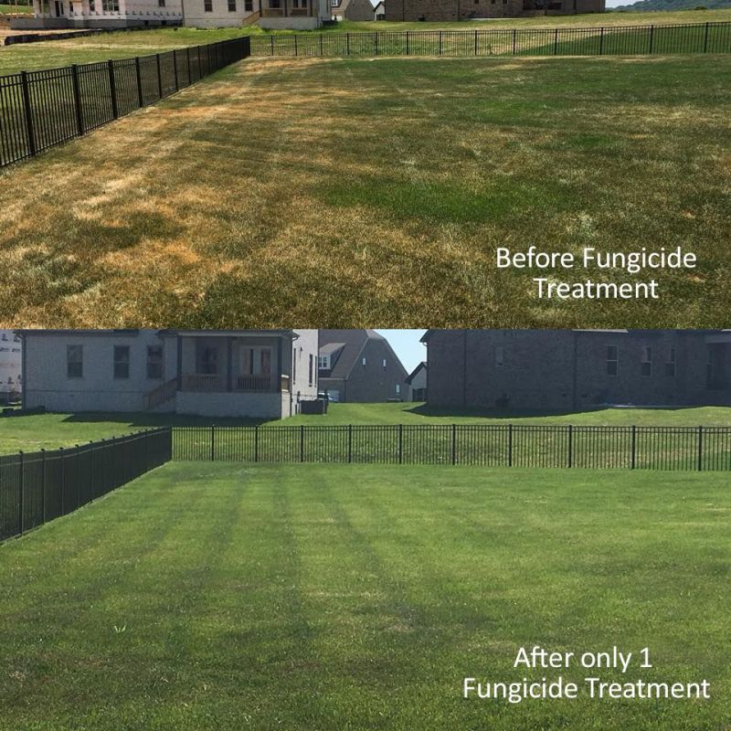 Managing Turf Diseases Pdf Fungicide Lawn - Nature Textures - Beautiful Mobile Collection