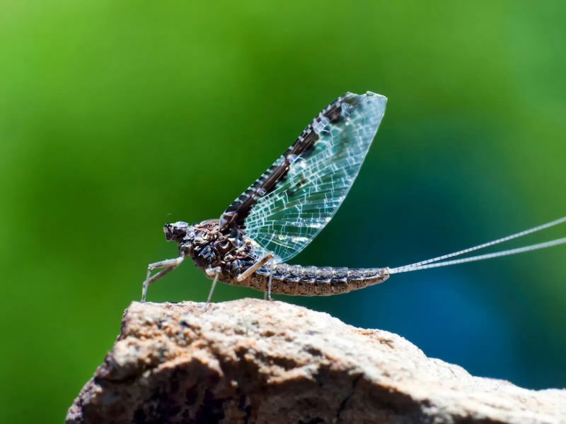 Mayflies Bug Insect Control Extermination Erdye S - Light Wallpaper Collection - Desktop Quality