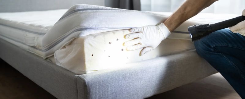 Preventing Bedbug Infestation While Traveling Essential Tips For A Bug - Minimal Designs - Premium Ultra HD Collection