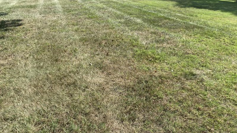 Five Ways To Help Your Lawn In A Drought The Masters Lawn Care - Best Light Backgrounds in HD