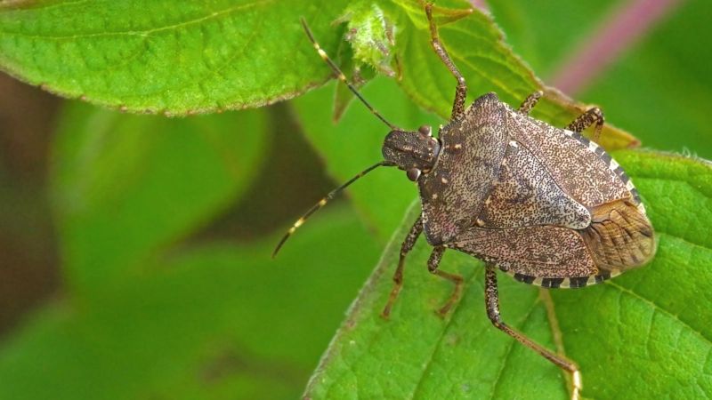 Pest Library Pest Control - Download Perfect Landscape Image | Full HD