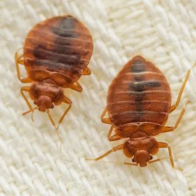 Paper Wasps Mares Exterminating - Download Gorgeous Minimal Wallpaper | 8K