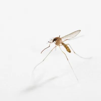 June Bug Pest Control Library Pestnow - Premium Vintage Illustration Gallery - Ultra HD