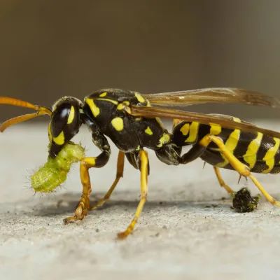 Paper Wasps Mares Exterminating - Best Minimal Illustrations in Mobile