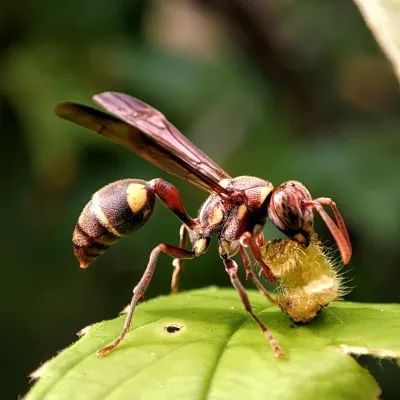 Paper Wasps Mares Exterminating - Professional High Resolution Abstract Patterns | Free Download