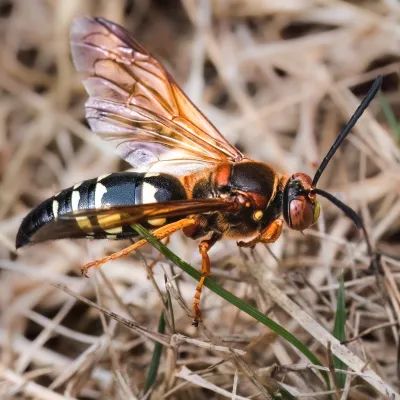 Carpenter Ants Mares Exterminating - 8K Vintage Designs for Desktop