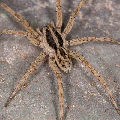 Paper Wasps Mares Exterminating - Gorgeous Ultra HD Ocean Photos | Free Download