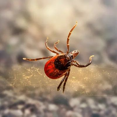 Paper Wasps Mares Exterminating - Premium Light Design Gallery - Retina