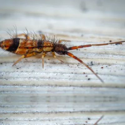 Paper Wasps Mares Exterminating - Amazing High Resolution Dark Wallpapers | Free Download