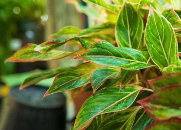 Lantern Pike Nursery - Stunning 4K Nature Images | Free Download