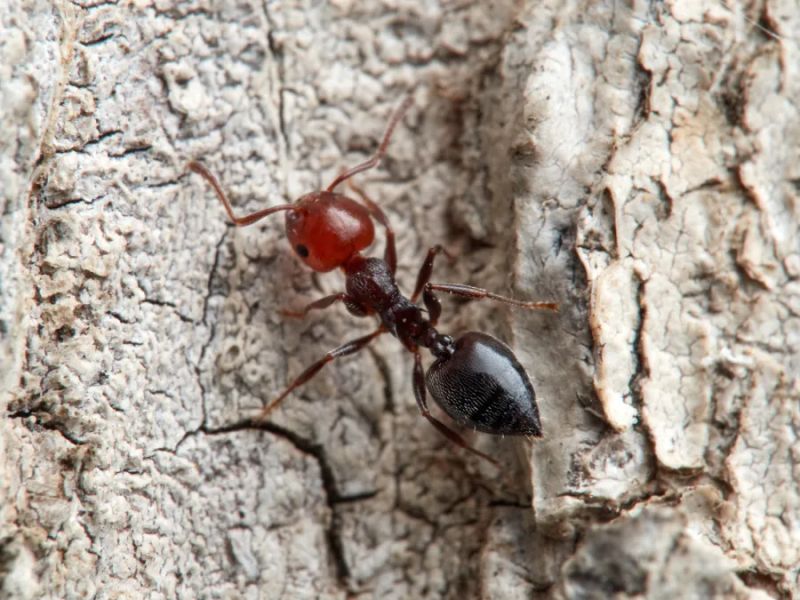 Acrobat Ant Stl Pest Control - Premium Dark Pattern Gallery - High Resolution