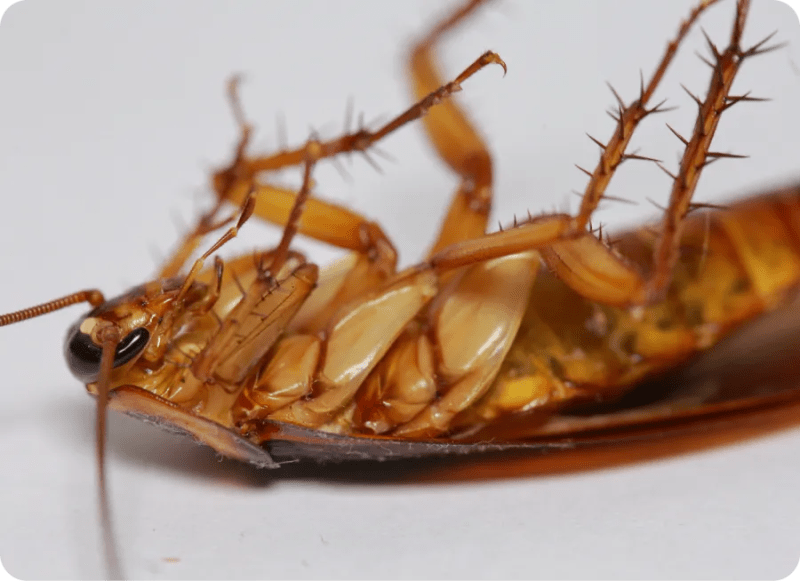 German Roach Ridd Pest Control - 8K Mountain Patterns for Desktop