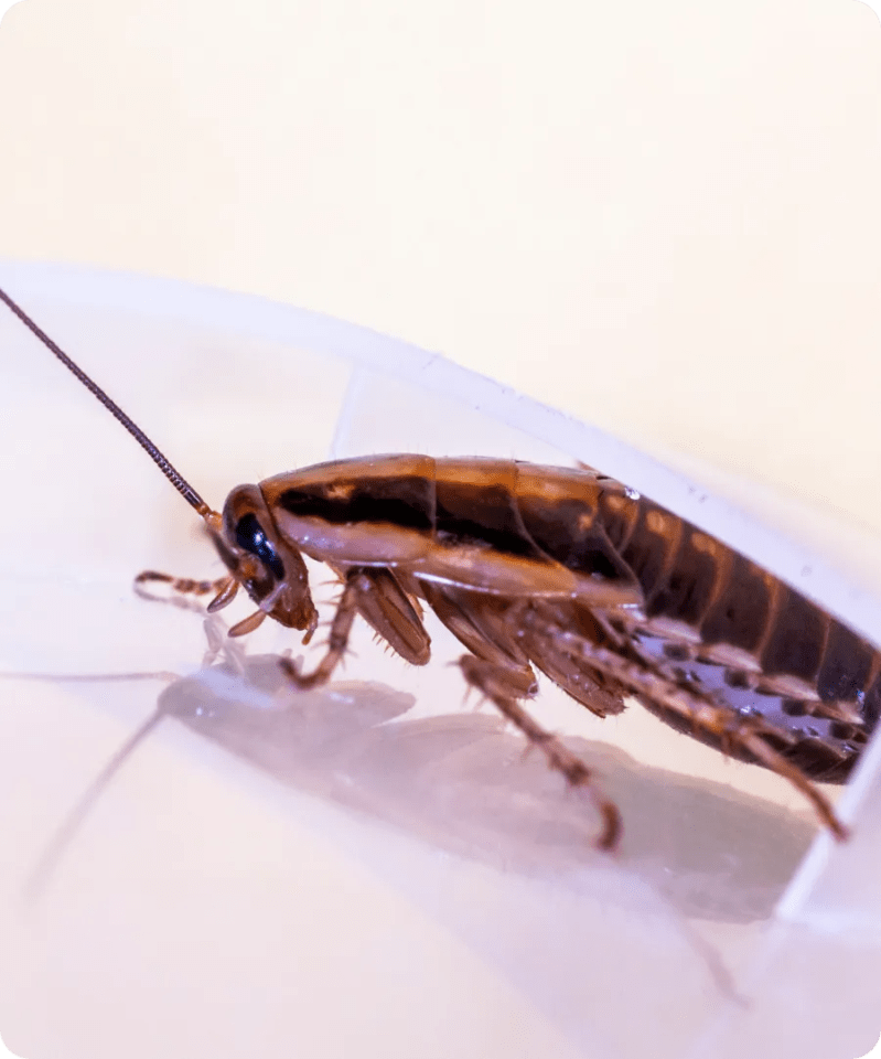 German Roach Ridd Pest Control - Best Light Images in Mobile