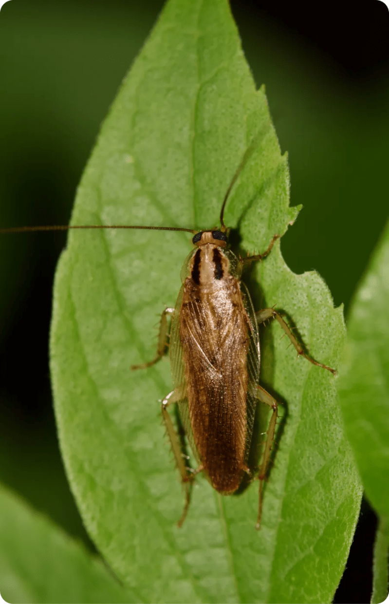 German Roach Ridd Pest Control - Premium Light Image Gallery - Desktop