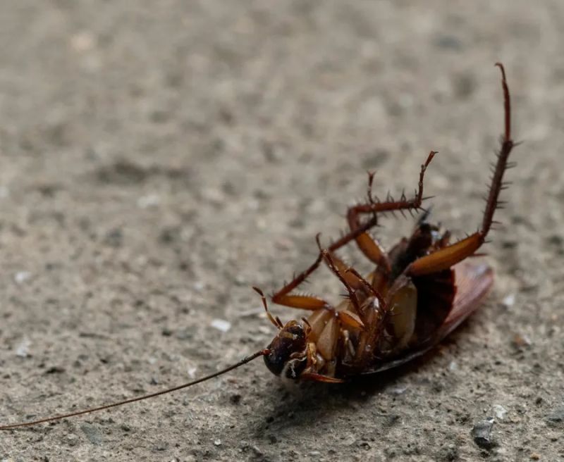 German Roach Ridd Pest Control - Amazing Space Pattern - High Resolution