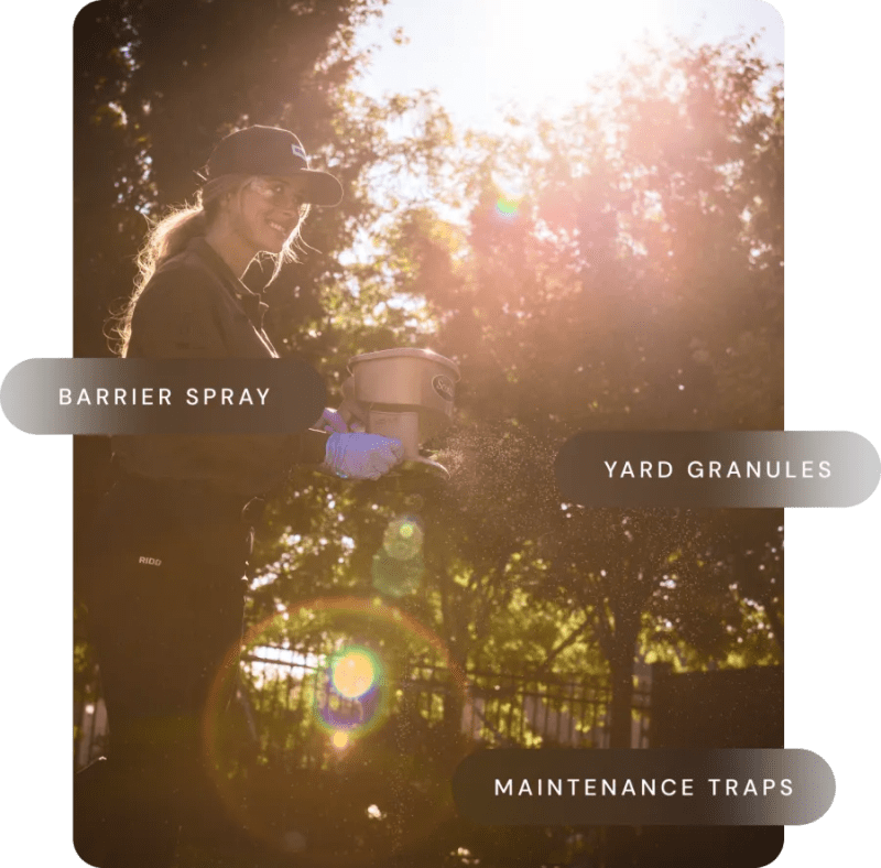 German Roach R Pestcontrol - Premium City Image Gallery - 4K