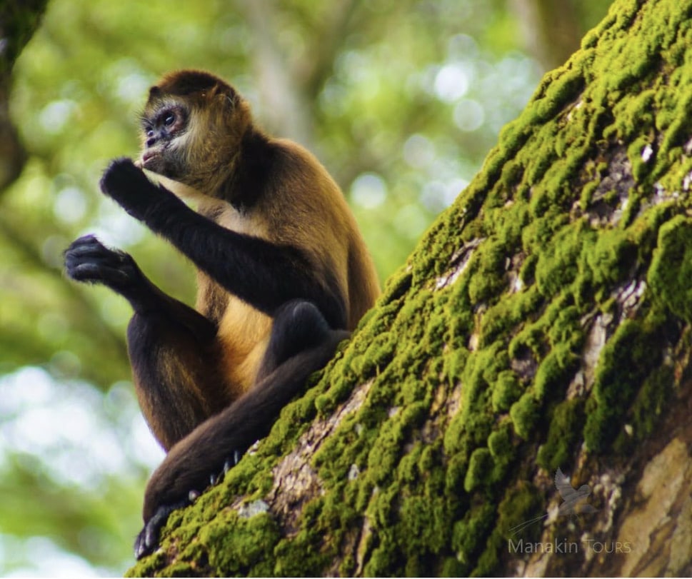 Howler money in La Fortuna Costa Rica