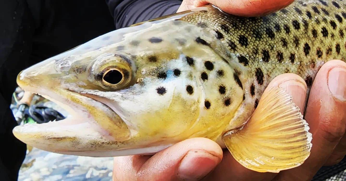Trout fly fishing in Bhutan