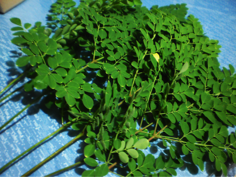 Moringa 1