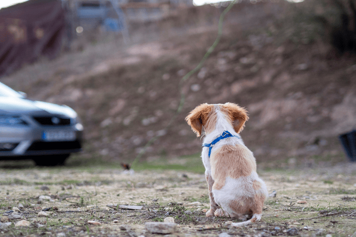 O Código de Trânsito Brasileiro (CTB) passaria a considerar a suspensão de CNH e infração gravíssima o ato de abandonar animais em ruas, estradas ou rodovias.