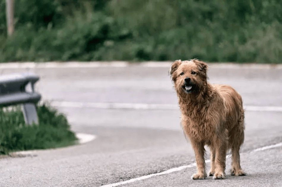 Abandonar cães e gatos na rua pode custar a CNH de acordo com o Projeto de Lei aprovado pela Câmara dos deputados.