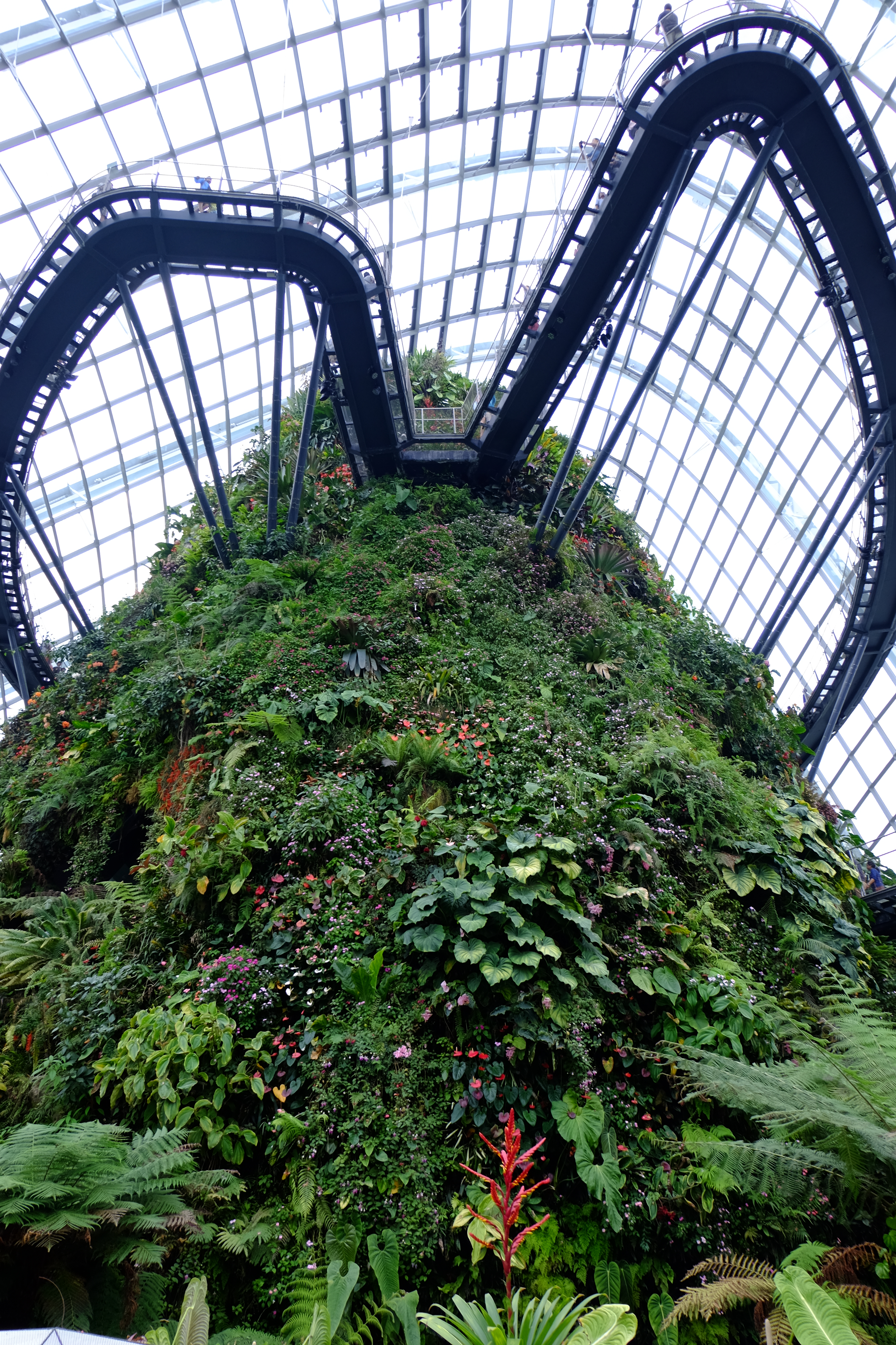 Cloud Forest