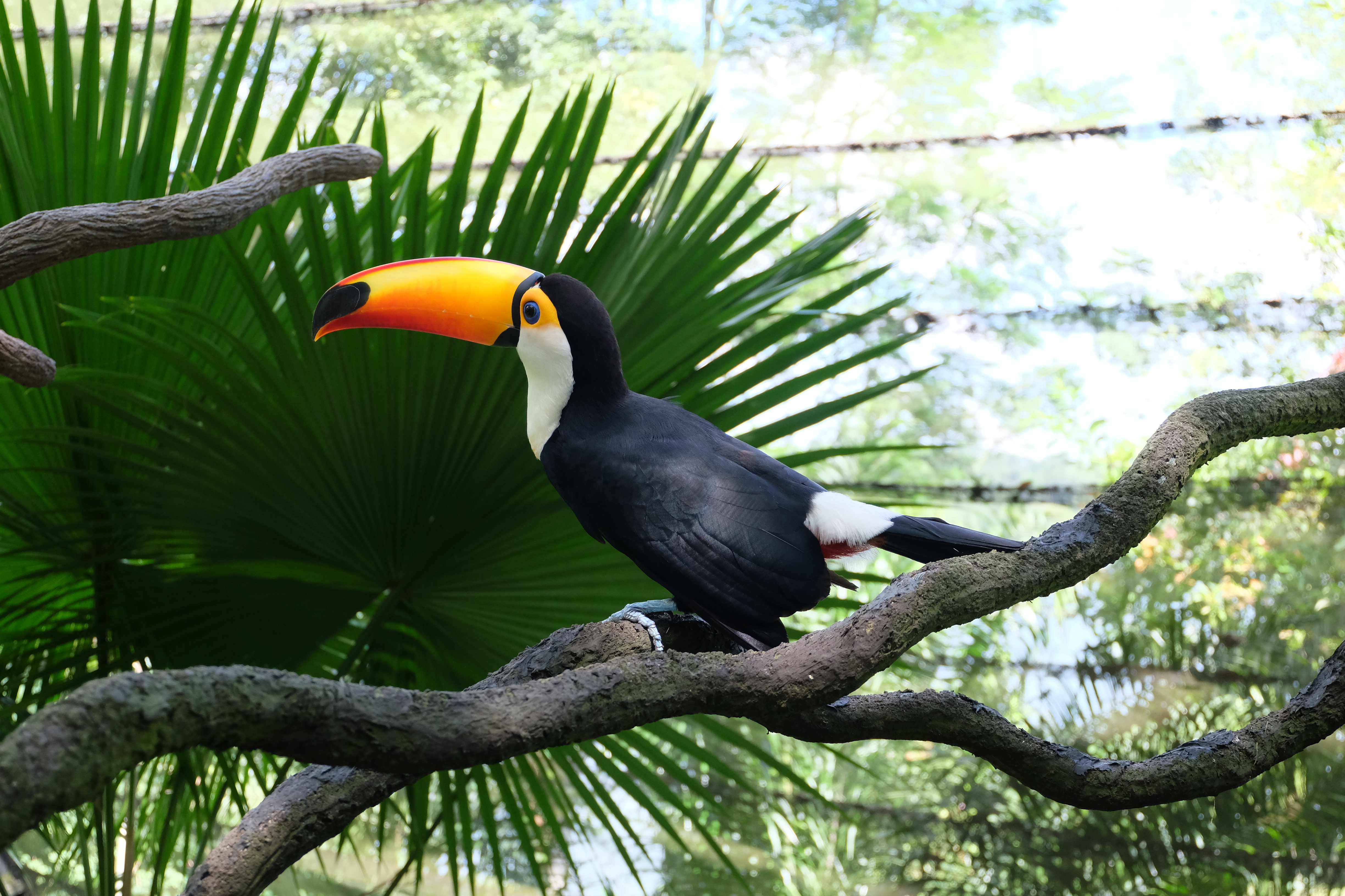 Toucan