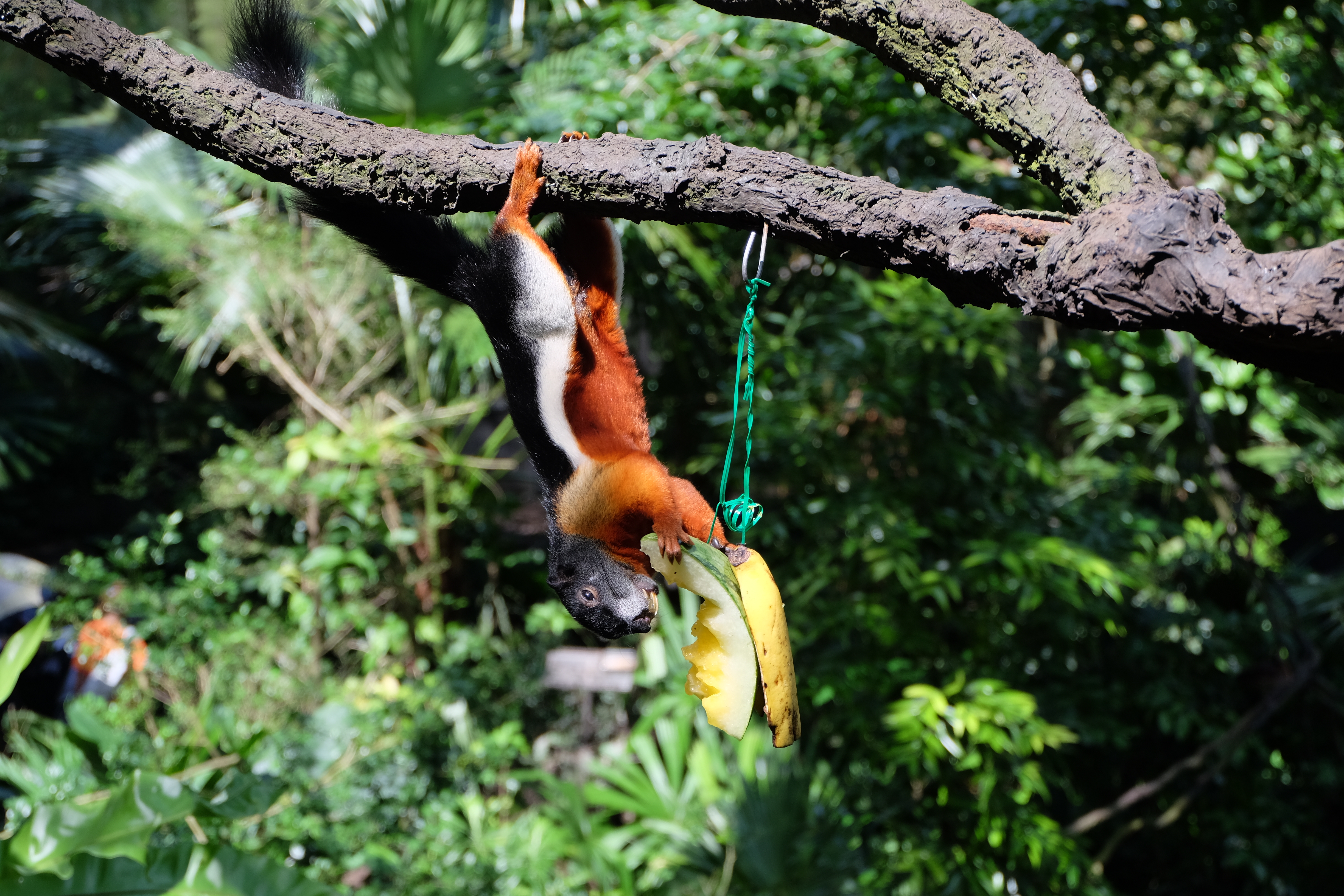 Écureuil arboricole de Prévost