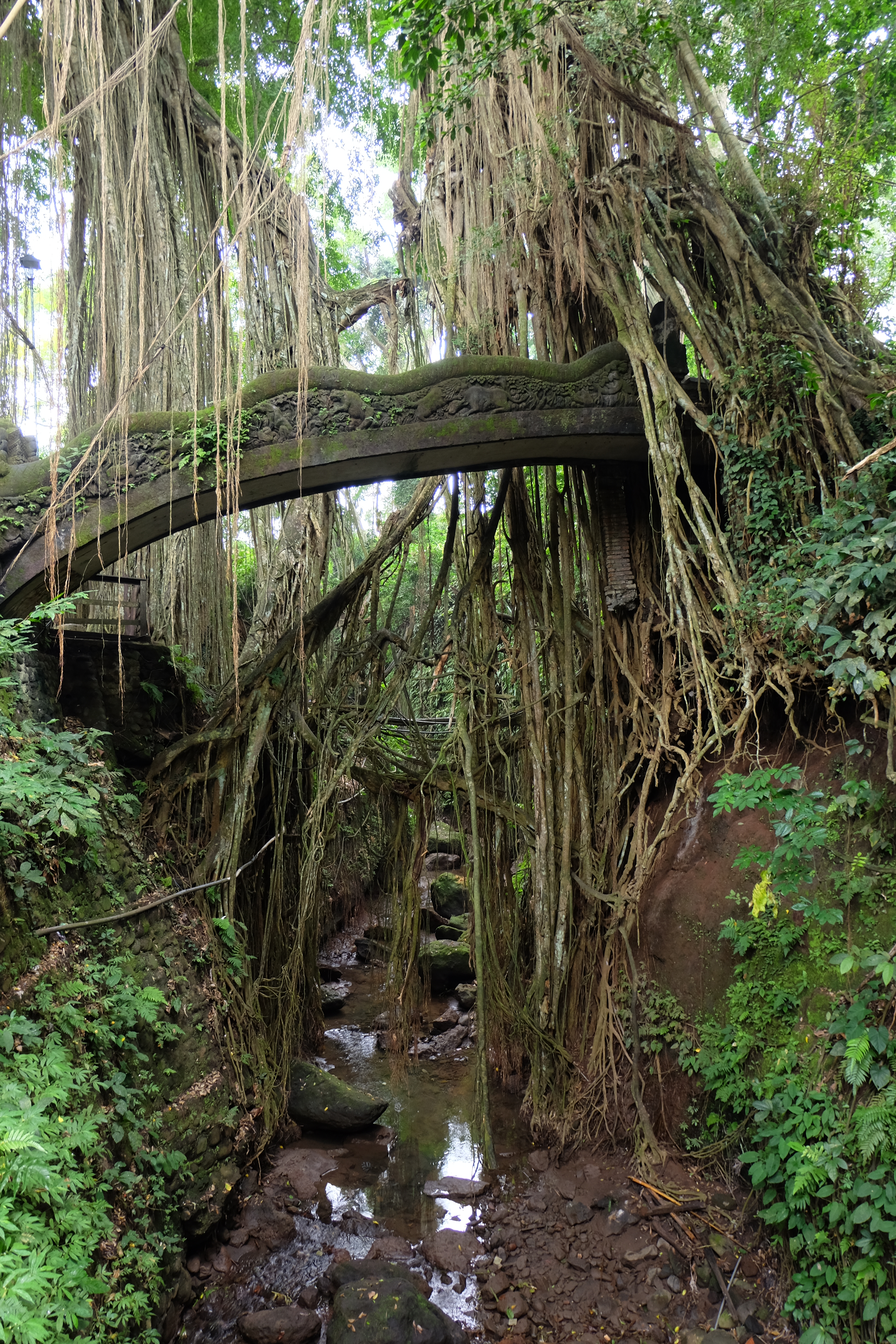 Forêt sacrée des singes