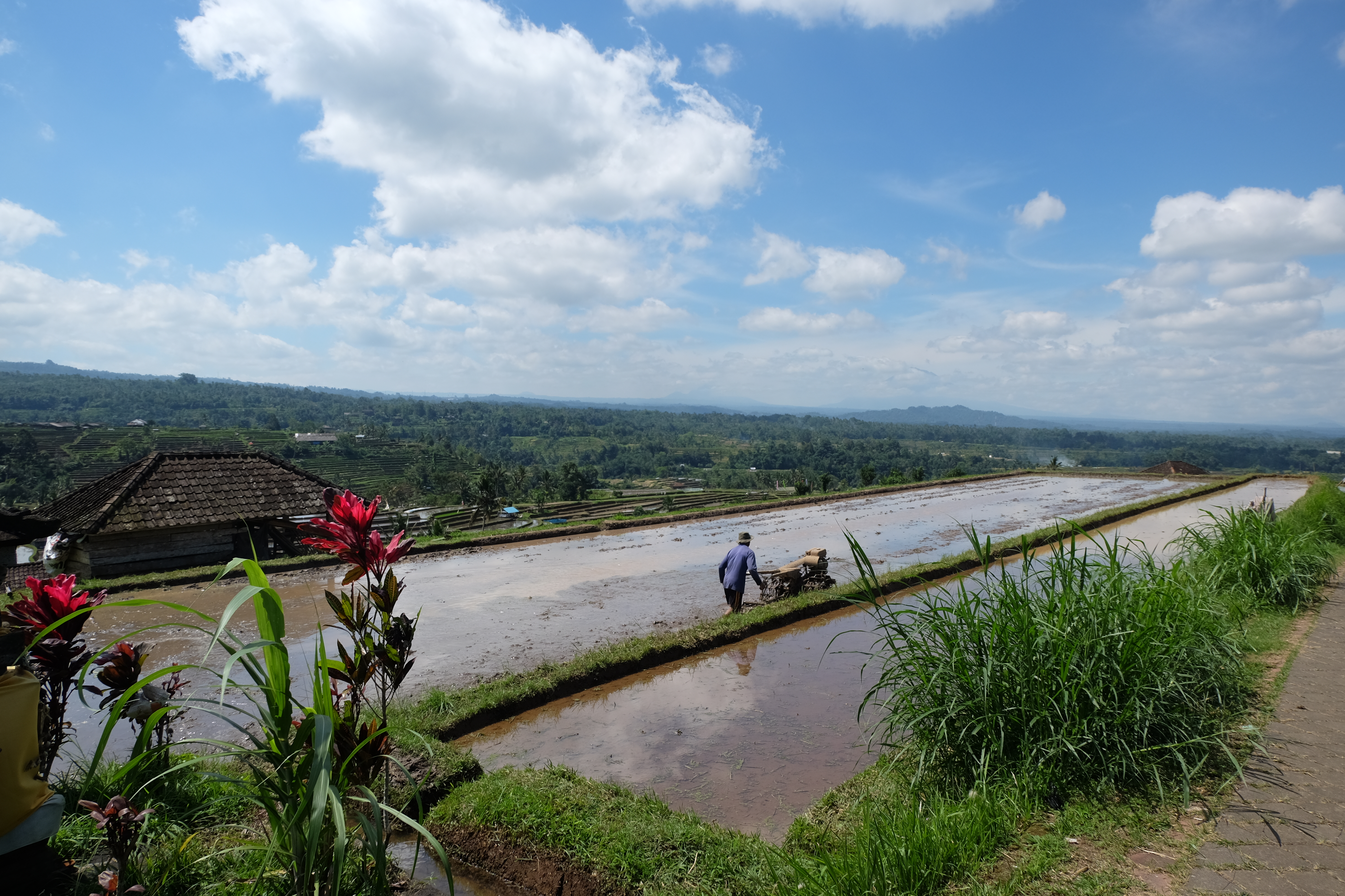 Les rizières de Jatiluwih