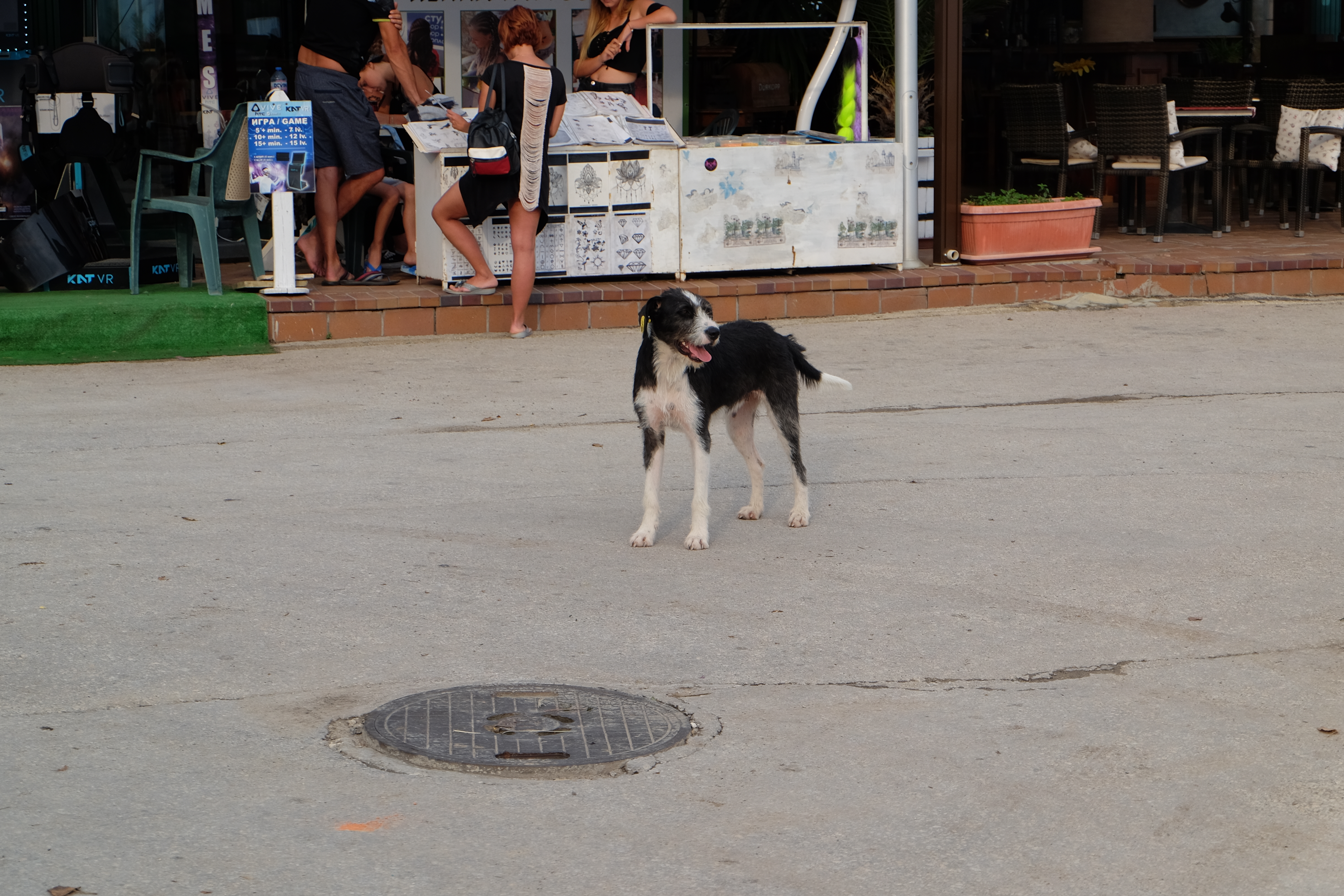 L'un des nombreux chiens errants de Bulgarie