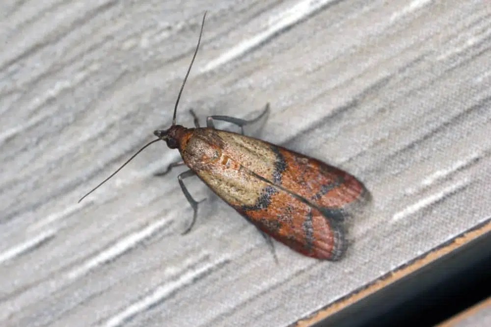 11 small moths you've likely seen in your house