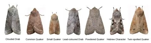11 small moths you've likely seen in your house