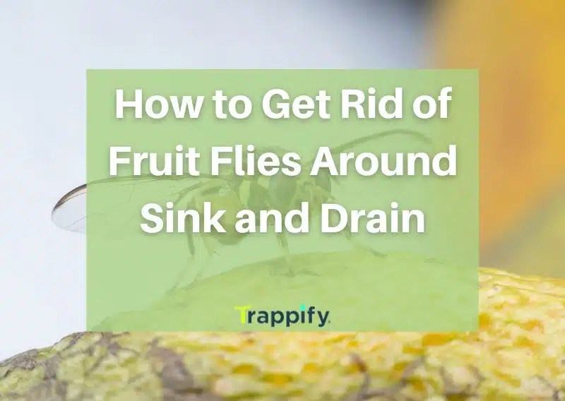 The ultimate house fly trap guide