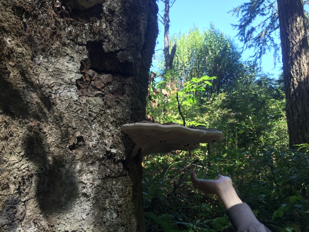 ganoderma applanatum2