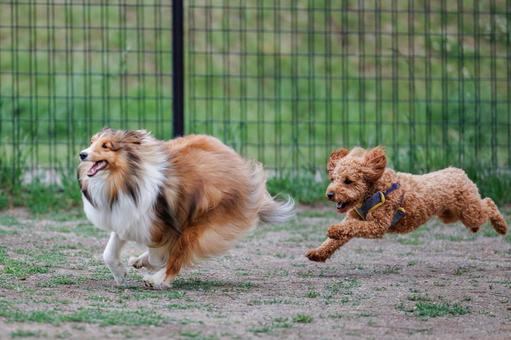 🐶 ドッグランのある宿特集｜愛犬と一緒に楽しむ旅