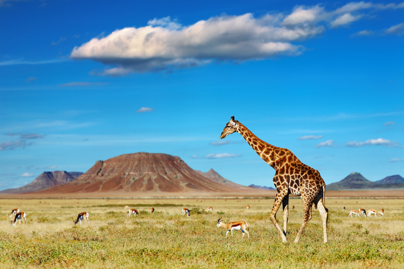 What to Expect on a Luxury Safari, and Three Itineraries to Consider