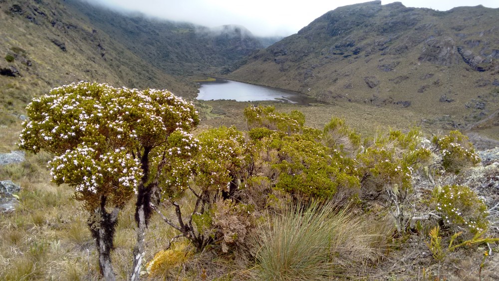 paramo_santurban_wikimedia_commons_Grupe-AME-CORPONOR-1000x563 - El precioso páramo con divinas lagunas y paisajes alucinantes para hacer ecoturismo y senderismo a pocas horas de Bucaramanga