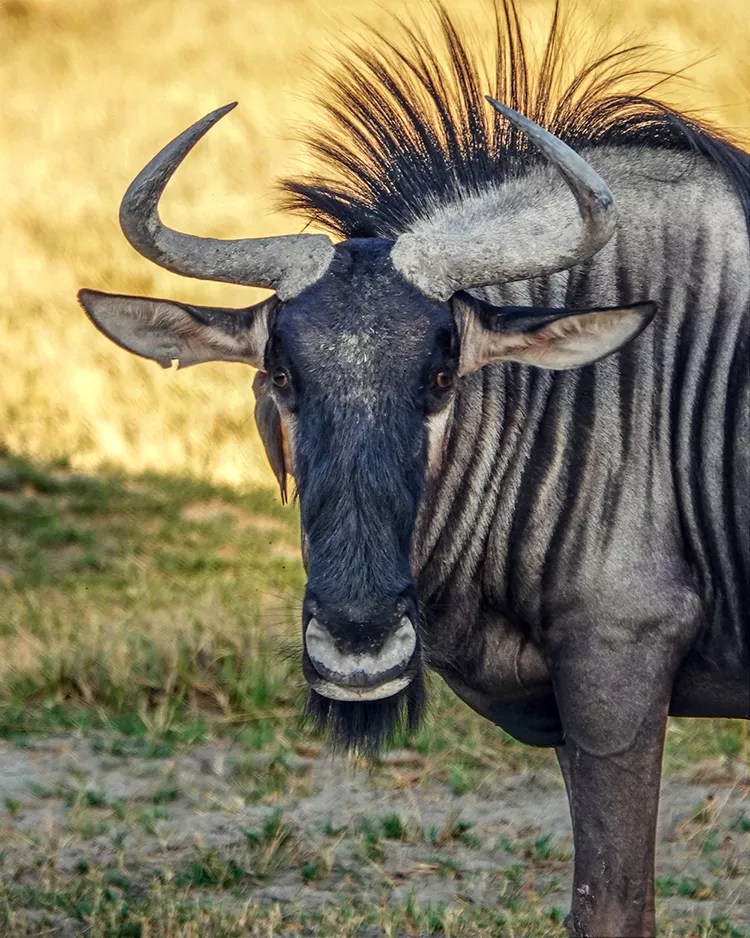 botswana-safari-wildebeest-ruggiero-desertdelta0524-8c16b14a05a84044b13f4b5e75a9e769 - Esta empresa de safaris tiene 9 campamentos con todo incluido que te permiten ver lo mejor de Botswana a pie, en barco y en jeep