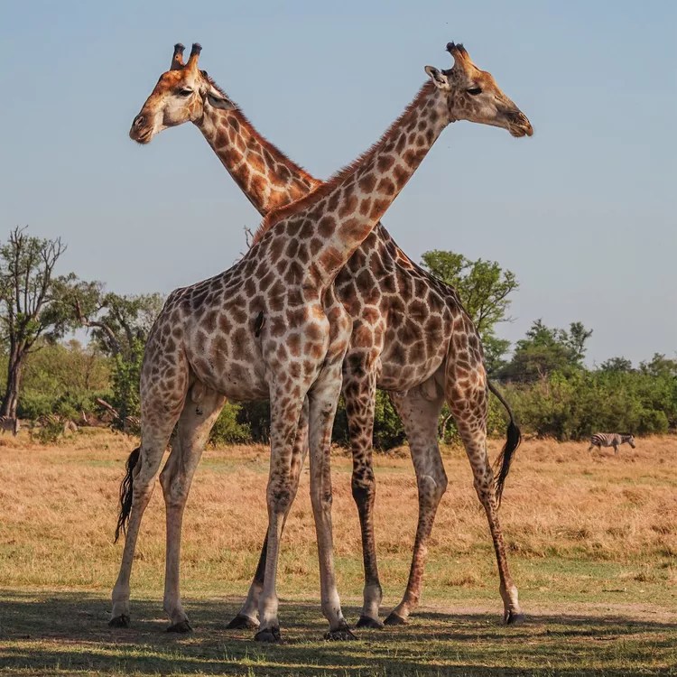 giraffes-moremi-game-reserve-botswana-ruggiero-desertdelta0524-6b456fda867d43d3898cfe5aea8ee56b - Esta empresa de safaris tiene 9 campamentos con todo incluido que te permiten ver lo mejor de Botswana a pie, en barco y en jeep