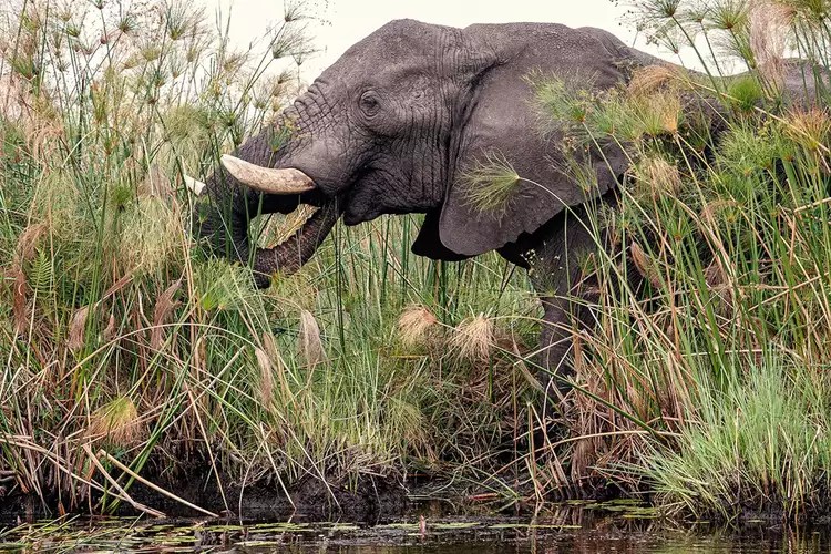 okavango-delta-elephant-reeds-botswana-ruggiero-desertdelta0524-aecc2d1453dc458dab3809e0944969b8 - Esta empresa de safaris tiene 9 campamentos con todo incluido que te permiten ver lo mejor de Botswana a pie, en barco y en jeep