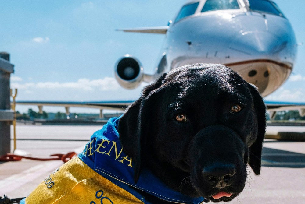 Perro-avion-1000x670 - Cómo viajar con perros de más de 10 kilos en avión