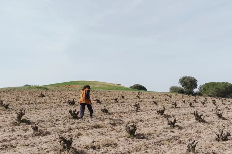 TAL-bodegas-bigardo-vineyards-SPANISHWINE1224-fc50536f2ac04b359ae7a55e3b80f407 - Descubre los vinos naturales de España en un viaje por esta impresionante región