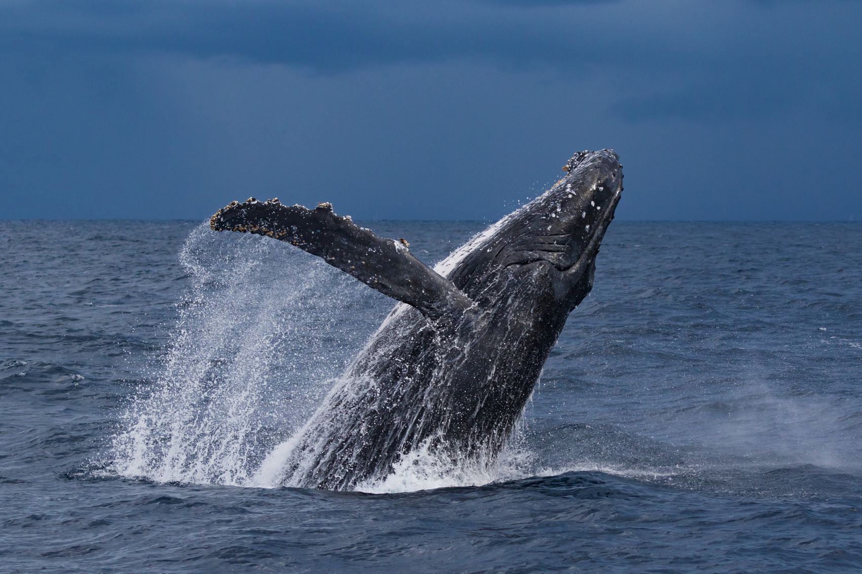 ¿Dónde ver ballenas en México en 2025?